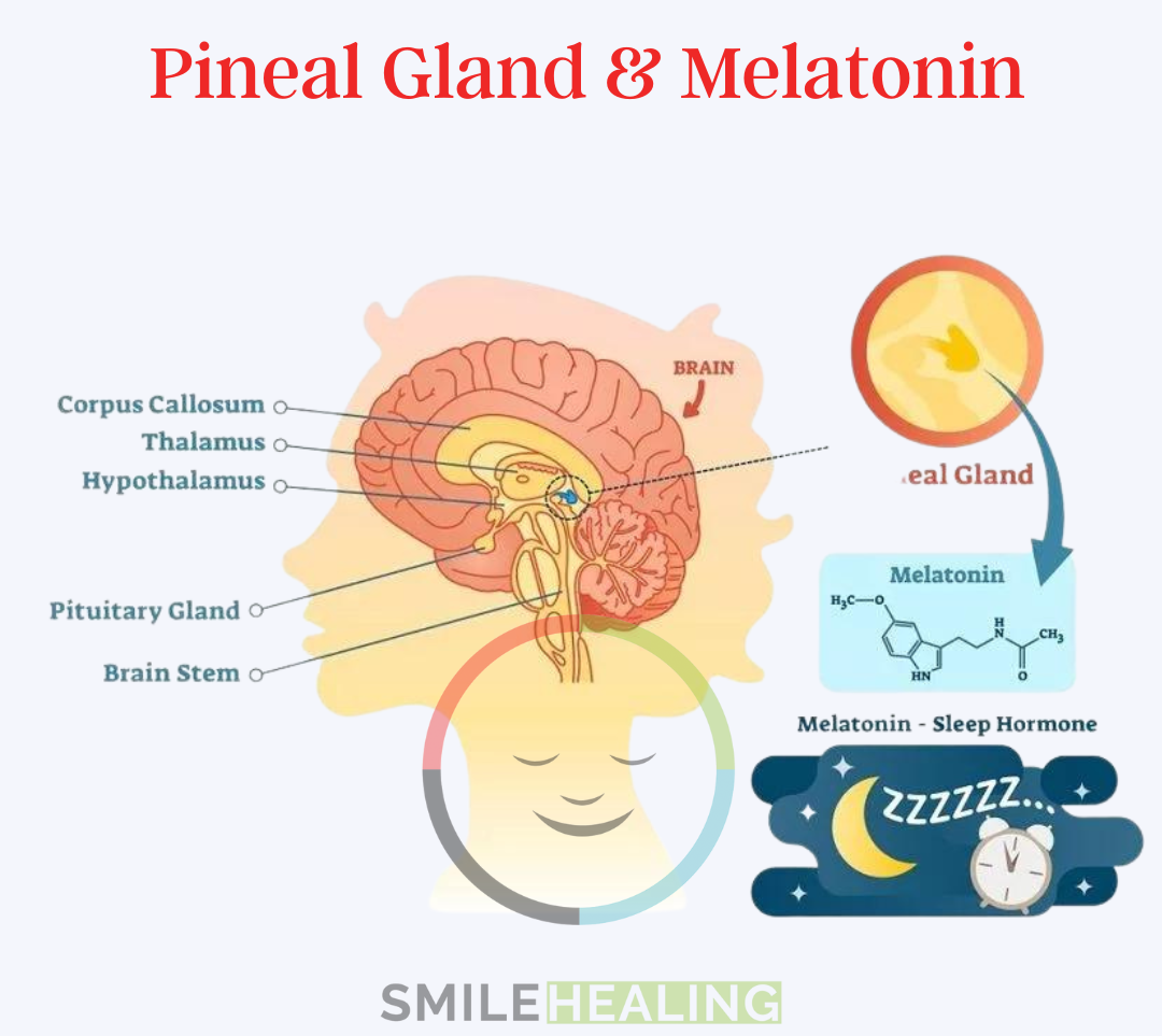 pineal gland sujok