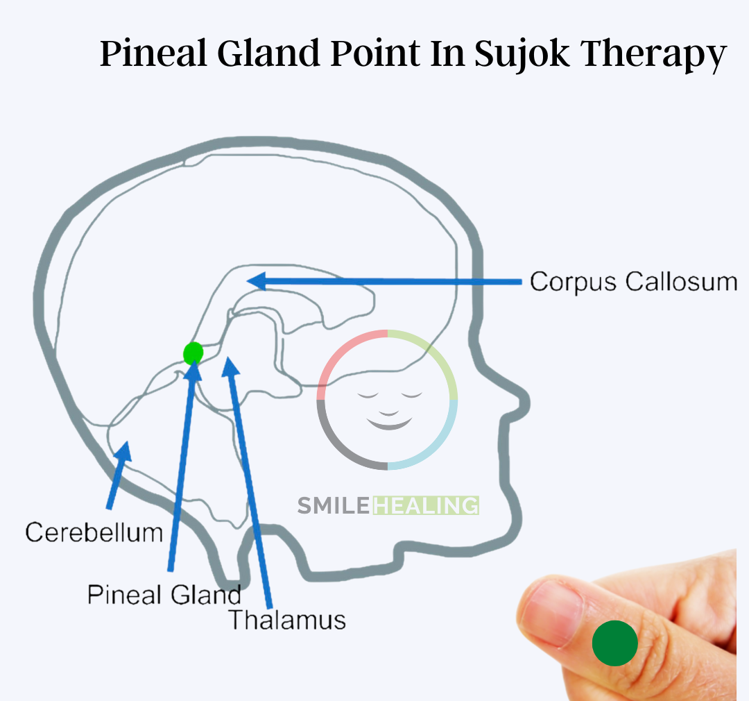 pineal gland sujok
