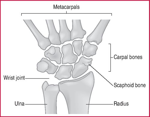 wrist+bones